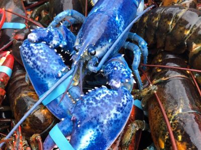 Maine State Aquarium blue lobster most rare lobster